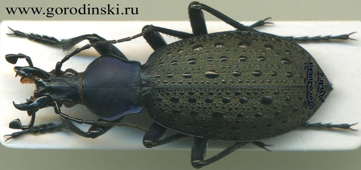 http://www.gorodinski.ru/carabus/Coptolabrus formosus wanxianicus.jpg